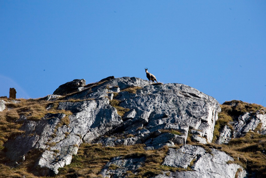 alex fischer, fotograf, darmstadt, ahrntal, s�d tirol, jaeger, revier, berge, fernglas, gewehr, hund