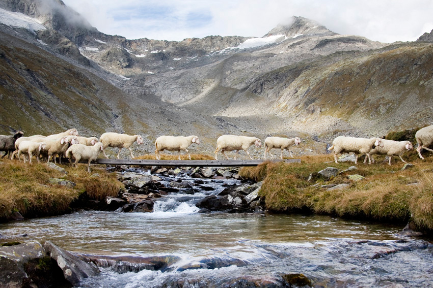 alex fischer, fotograf, darmstadt, ahrntal, s�d tirol, schaefer, schafe, alm, almabtrieb, lamm