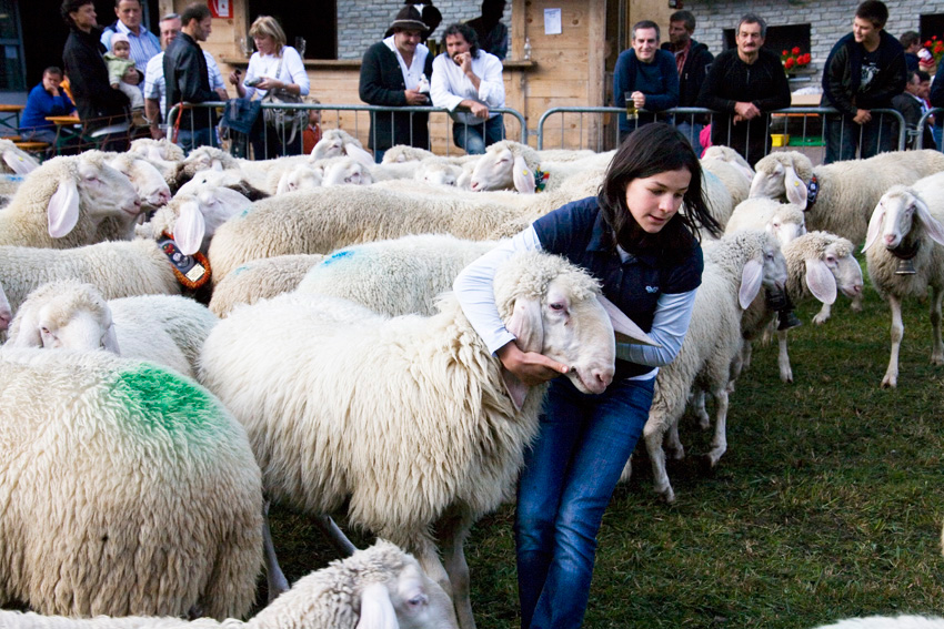 alex fischer, fotograf, darmstadt, ahrntal, s�d tirol, schaefer, schafe, alm, almabtrieb, lamm