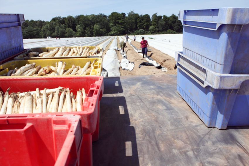 alex fischer, fotograf, darmstadt, 2010, darmstadt dieburg, spargel, ernte, ernten, spargelstecher, rum�nien, serbien, kroatien, arbeitsmigration, massenunterkunft, bauernhof