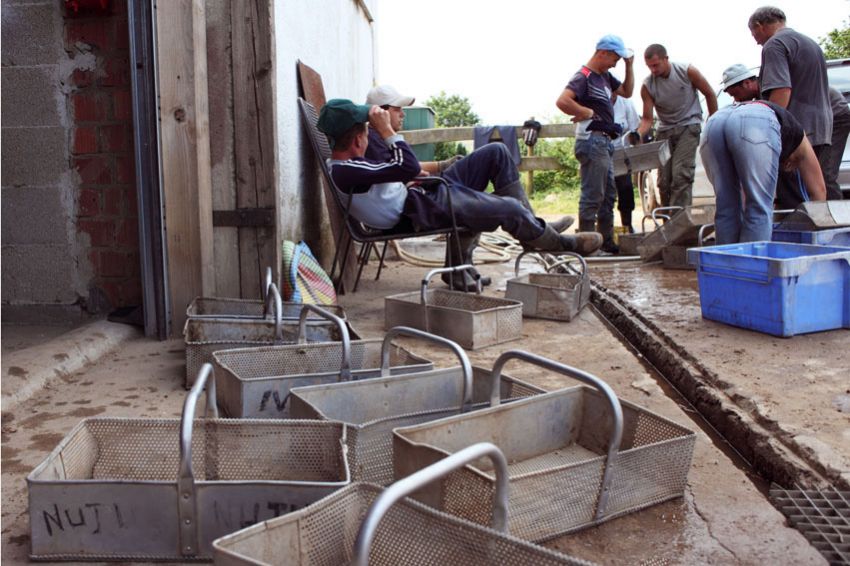 alex fischer, fotograf, darmstadt, 2010, darmstadt dieburg, spargel, ernte, ernten, spargelstecher, rum�nien, serbien, kroatien, arbeitsmigration, massenunterkunft, bauernhof