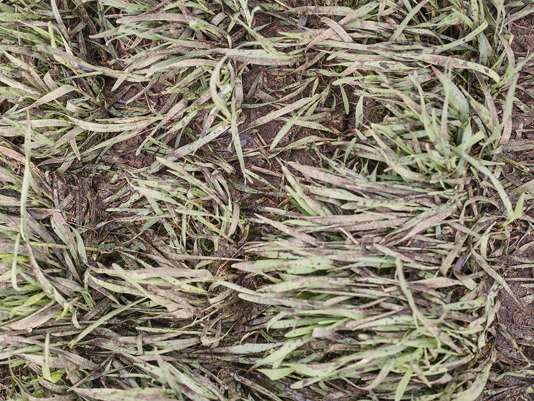 alex fischer, fotograf, darmstadt, ostsee, menschen, tiere, tote zone, g�lle, industrielle landwirtschaft